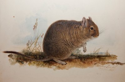 Octodon cumingii, 1836 von Edward Lear